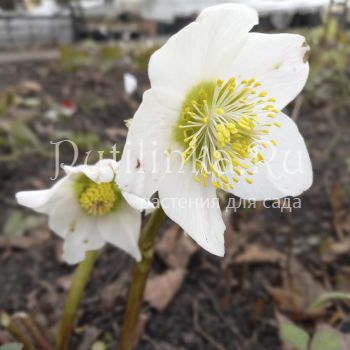 Морозник черный St. Teresa (Helleborus niger St. Teresa)